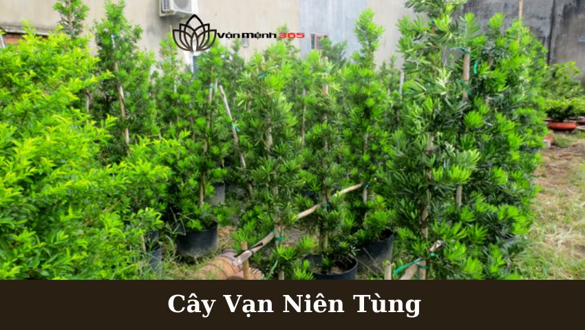 Cây Vạn Niên Tùng 