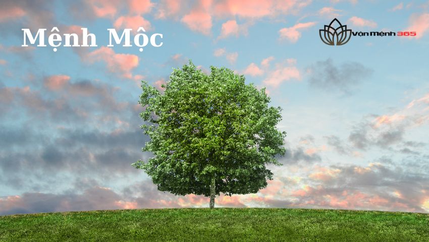 Lợi ích khi kết hợp Mệnh Mộc và Mệnh Thuỷ