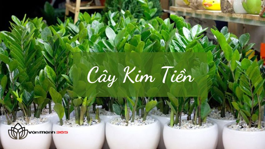 Cây Kim Tiền