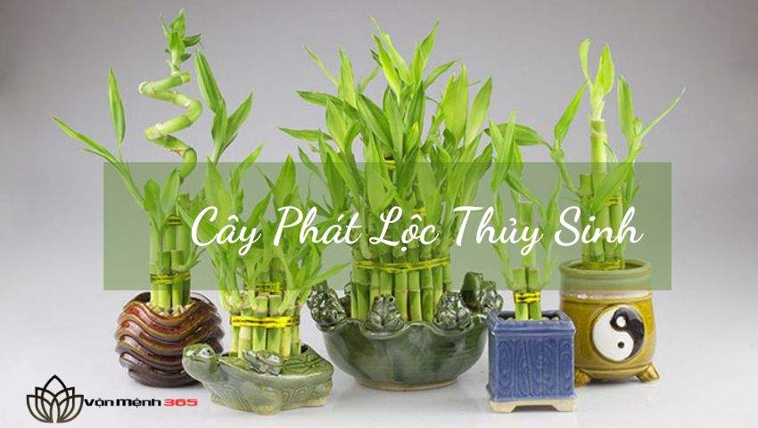 Cây Phát Lộc Thủy Sinh