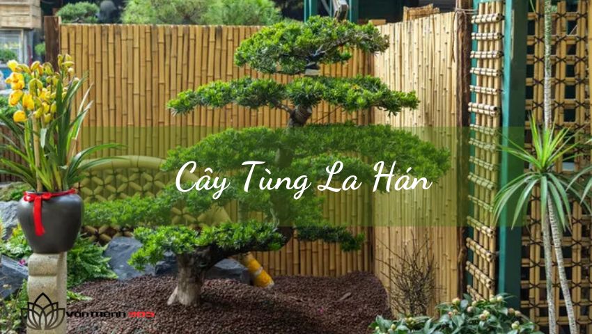 Cây Tùng La Hán