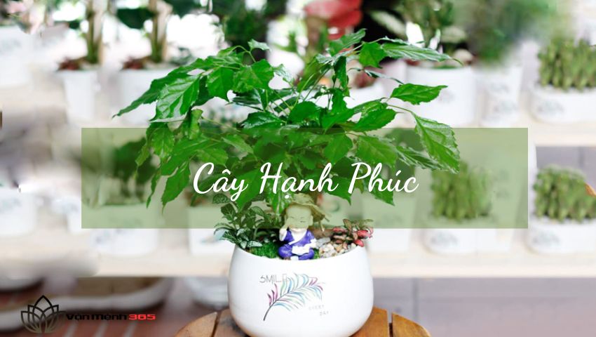 Cây Hạnh Phúc