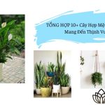 Cây Hợp Mệnh Thủy 1996 Mang Đến Thịnh Vượng