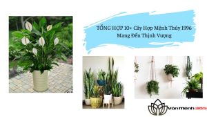 Cây Hợp Mệnh Thủy 1996 Mang Đến Thịnh Vượng