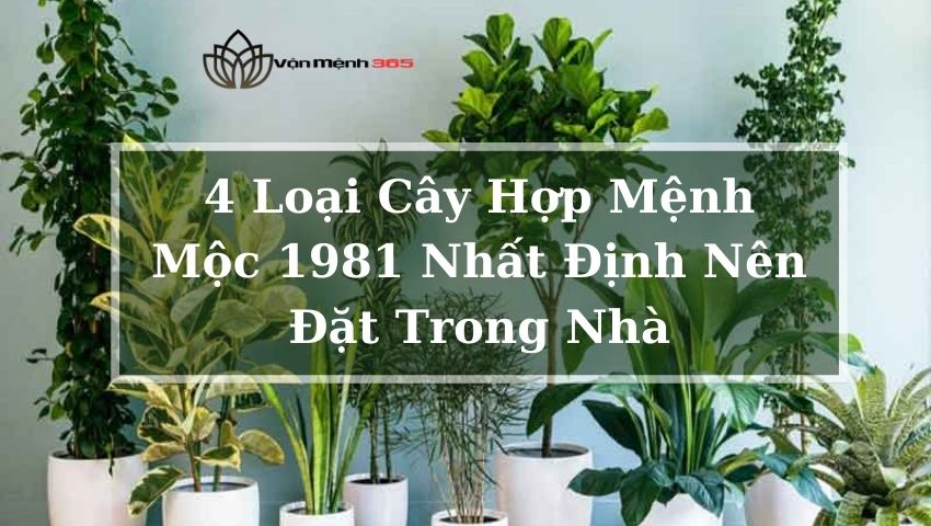 Loại Cây Hợp Mệnh Mộc 1981 Nhất Định Nên Đặt Trong Nhà