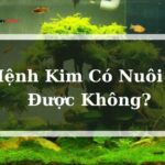 Mệnh Kim Có Nuôi Cá Được Không