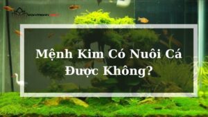 Mệnh Kim Có Nuôi Cá Được Không