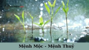 Mệnh Thuỷ Hợp Mệnh Mộc Không