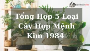 Cây Hợp Mệnh Kim 1984 Nhất